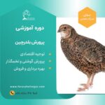 دوره آموزشی پرورش بلدرچین