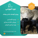 کارگاه آموزشی گوسفند داشتی رومانف
