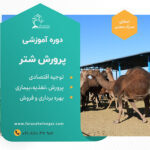 دوره آموزشی پرورش شتر(پرواربندی و شیری)