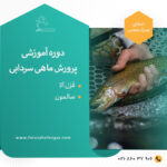 پرورش ماهی سردابی