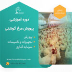 پرورش مرغ گوشتی