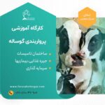 دوره پرواربندی گوساله