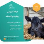 گوساله-پرواری