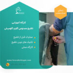 تلقیح مصنوعی گاو