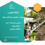 پیوند و هرس