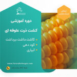 ذرت علوفه ای