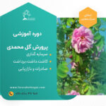 صادرات-گل-محمدی