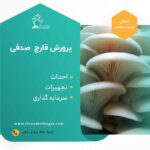 کارگاه آموزشی پرورش قارچ صدفی
