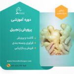 دوره آموزشی کاشت زنجبیل