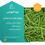 دوره آموزشی کاشت لوبیا سبز درختی