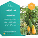 دوره آموزشی کاشت پاپایا