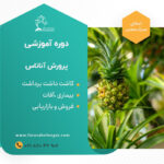 دوره آموزشی کاشت آناناس