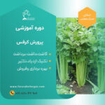 دوره آموزشی کاشت کرفس