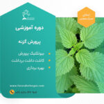 دوره آموزشی کاشت گزنه
