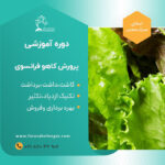 کاهو فرانسوی