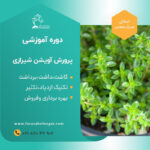 دوره آموزشی پرورش آویشن شیرازی