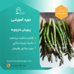 دوره آموزشی پرورش مارچوبه