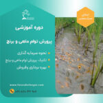 دوره آموزشی پرورش ماهی کپور و برنج توام