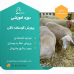 دوره آموزشی گوسفند لاکن