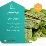 دوره آموزشی پرورش سبزی سورل