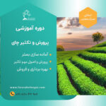 دوره آموزشی تولید و پرورش چای