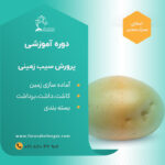دوره پرورش سیب زمینی