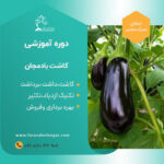 کارگاه آموزشی کشت گلخانه بادمجان