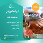 دوره آموزشی تزریقات واکسیناسیون طیور