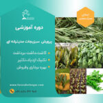 دوره آموزشی کشت  سبزیجات مدیترانه ای
