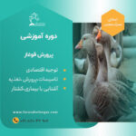 پرورش قوغاز