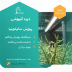 دوره آموزشی پرورش سالیکونیا