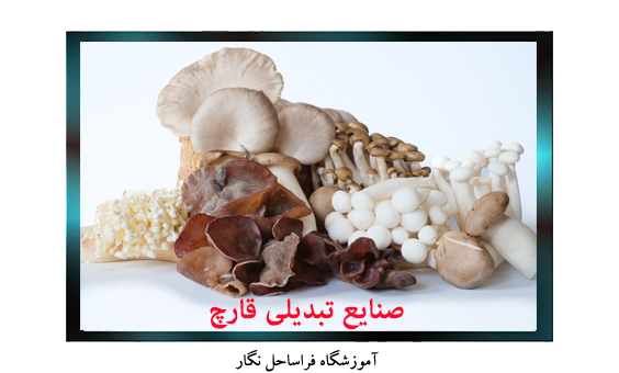 Mushroom transformation industries