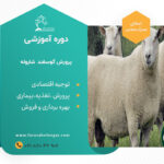 کارگاه آموزشی گوسفند شاروله
