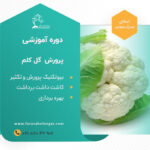 کارگاه آموزشی کشت گل کلم