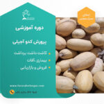 کارگاه آموزشی پرورش کدوآجیلی