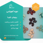 دوره آموزشی لوبیا حبوبات