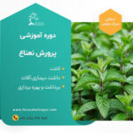 دوره آموزشی جامع کشت نعناع