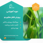 کارگاه آموزشی صفر تا صد کاشت فلفل