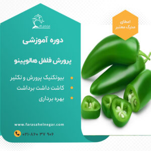 فلفل