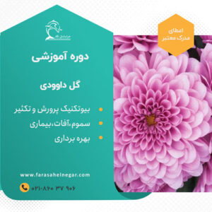 دوره آموزشی گل شاخه بریده داوودی