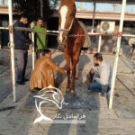 آموزش نعل بندی-فراساحل نگار