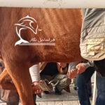 دوره آموزشی نعل بندی اسب فراساحل نگار