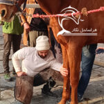 آموزشگاه فراساحل نگار-دوره تخصصی نعل بندی اسب