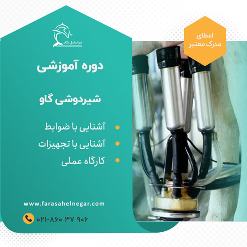 شیردوشی-گاو