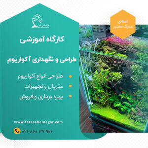 کارگاه آموزشی طراحی و نگهداری آکواریوم