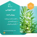 دوره آموزشی کاشت کنجد