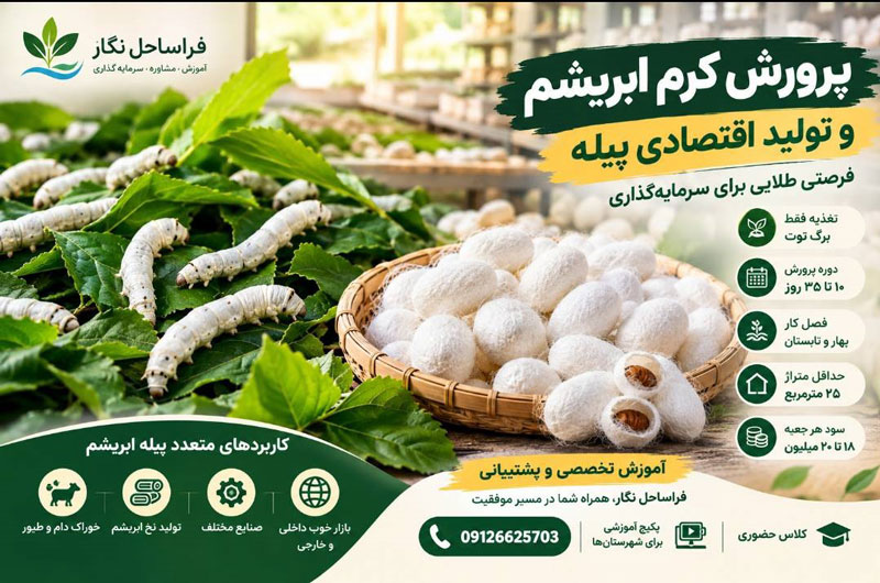 پرورش کرم ابریشم روی برگ توت و تولید پیله ابریشم برای سرمایه گذاری اقتصادی